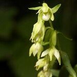 Epipactis phyllanthes Плід