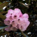 Rhododendron pudorosum Flor