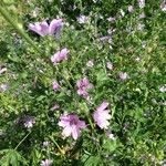 Malva sylvestrisFlor