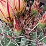 Ferocactus wislizeni পাতা