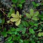 mimosa pudicaBlad