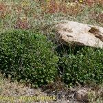 Limonium lambinonii Habit