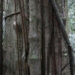 Chaetocarpus schomburgkianus Corteza