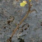 Utricularia minor Іншае