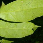 Pouteria izabalensis Levél