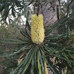 Banksia attenuata Λουλούδι