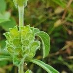 Meiosperma bracteatum Άλλα