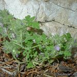 Phacelia cryptantha Хабит