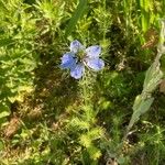 Nigella sativa Квітка