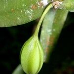 Epidendrum chlorocorymbos Fruit