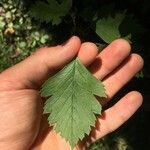 Crataegus nigra Leaf