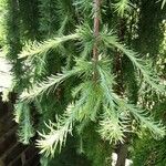 Larix kaempferi पत्ता