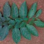 Solanum leucocarpon ᱪᱷᱟᱹᱞᱤ