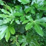 Fatsia japonicaFolha