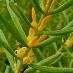 Persoonia mollis Žiedas