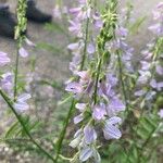 Vicia sylvaticaFlower