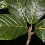 Ficus brevibracteata Hoja