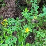 Hypericum glandulosum Habit