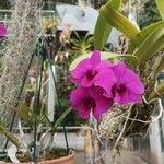 Dendrobium bigibbum Õis