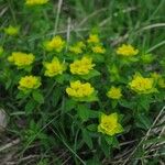 Euphorbia verrucosa Flower