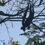 Parkia biglobosa ഫലം
