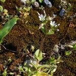 Cerastium glomeratum Hábitos