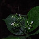 Chassalia pteropetala Flower