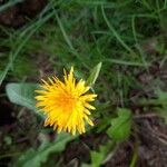 Taraxacum cucullatiforme Fula