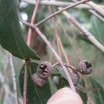 Eucalyptus viminalis Frucht