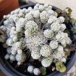 Mammillaria gracilis Lehti