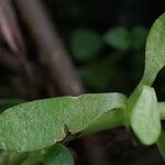 Bacopa monnieri Lehti