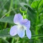 Viola elatior Flower