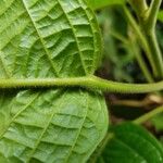 Baccaurea polyneura Leaf