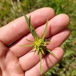 Euphorbia exigua Floare