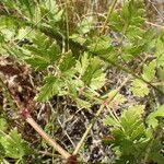 Peucedanum oreoselinum Leaf