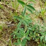 Trifolium arvense ഇല