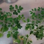 Moringa oleifera 叶