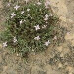 Houstonia rubra 整株植物