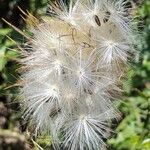 Silybum marianum Plod