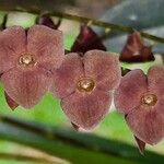 Stelis superbiens Flower