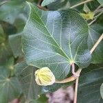 Talipariti tiliaceum Лист
