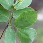 Monanthotaxis obovata Leaf
