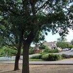 Quercus garryana Hábito