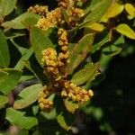 Quercus vacciniifolia Blomst
