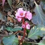 Bergenia crassifoliaFlower