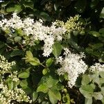 Ligustrum sinense Blomma