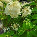 Hydrangea paniculata Flower