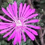 Drosanthemum hispidum Çiçek