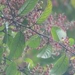 Davilla nitida Meyve