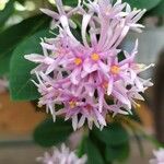 Dais cotinifolia Flower